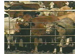EcoIntelligence agriculture, food, and fiber articles, speeches, and interviews.