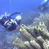 Cities Under the Sea: Coral Reefs