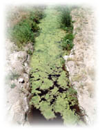 algae