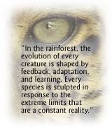 What We Learned in the Rainforest