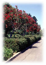 Landscape design