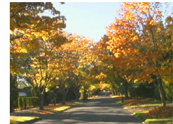 Fall leaves, street trees (living urban environment).