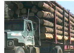 Logging truck (forestry and forest ecosystems)..